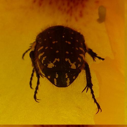 Oxythyrea funesta